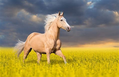 picture of a palomino|1,784 Palomino Horses Premium High Res Photos